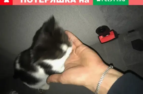 Найдена ласковая кошка в Молодежном, ул. Полевая 18