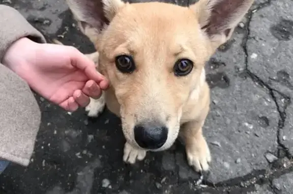 Собака найдена на ул. Лизы Чайкиной 3А в Омске