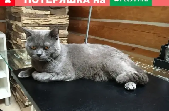 Пропала кошка в Звенигороде, вознаграждение гарантировано!