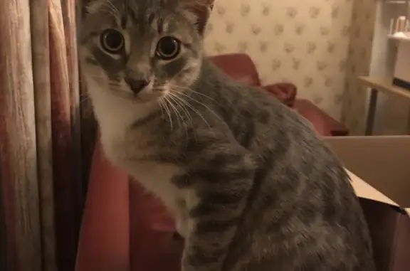 Найден ручной котенок в Пучково