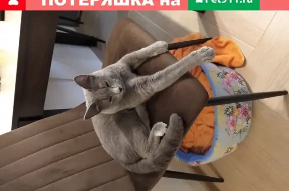 Найден серый кот на Электронной улице в Саратове