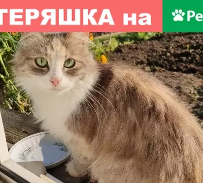 Найдена кошка на улице Комсомольской в Йошкар-Оле