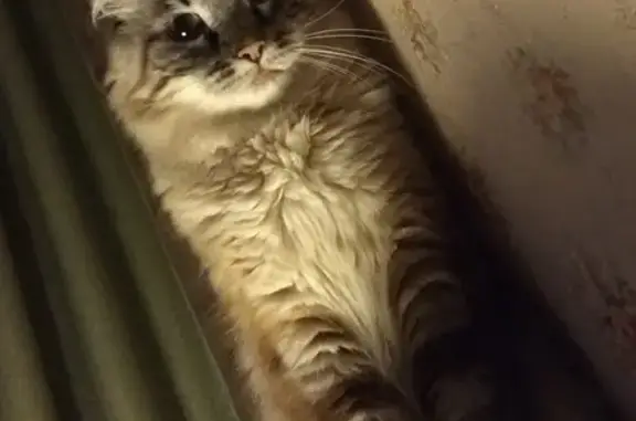 Кошки потеряшки, Санкт-Петербург, фото: Потеряшка кот Вася в садоводстве Дунай