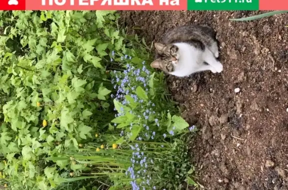 Пропала кошка Ника в Москве