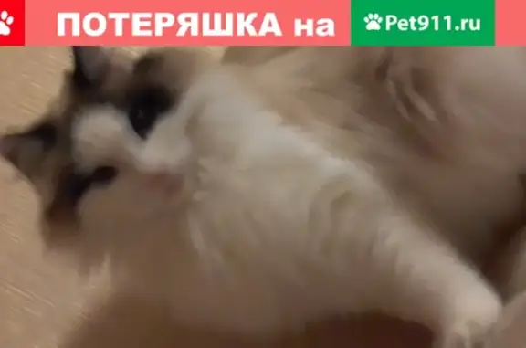Пропала белая кошка в Томске, пос. Нефтяной.