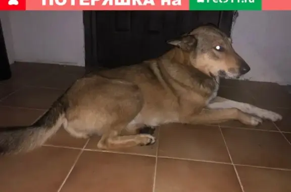 Найдена собака Мальчик в Котляково, Московская область