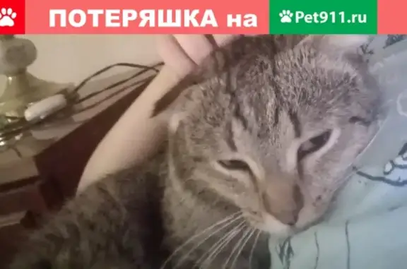 Пропал вислоухий кот на Пороховой, Оренбург, 2