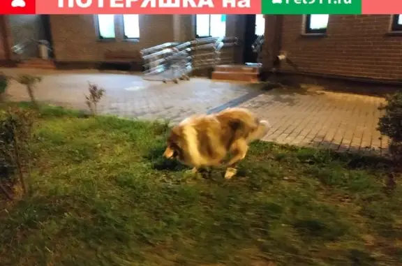 Собака породы колли найдена около дома #2 на Фасадной улице в Одинцовском районе, МО