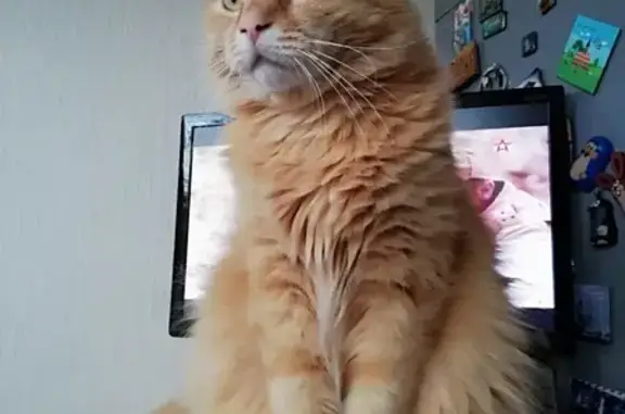 Кошки потеряшки, Санкт-Петербург, фото: Потеряшка крупный пушистый котик на ул. Подвойского 35-1