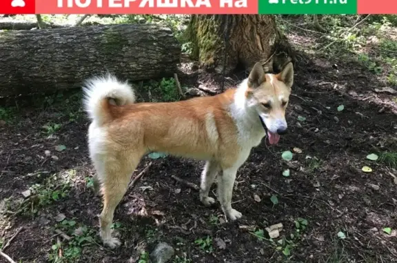 Пропала Западно-Сибирская лайка в Санкт-Петербурге.