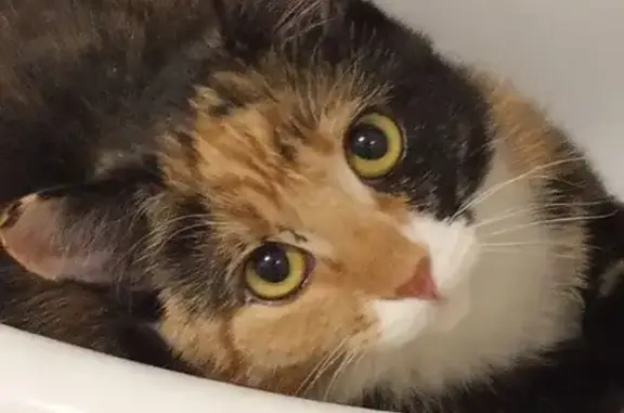 Кошки потеряшки, Санкт-Петербург, фото: Потеряшка кошка на Пулковской улице, вознаграждение за находку.