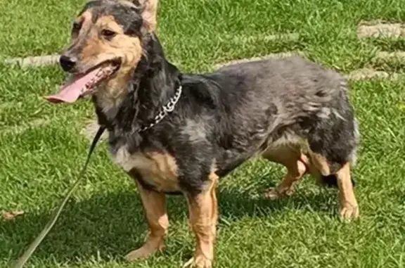 Пропала собака черного окраса в Раменском районе, МО