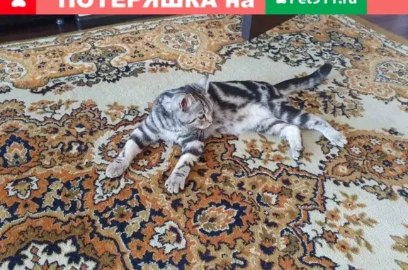 Пропала кошка в поселке Комсомолец, Ейский район