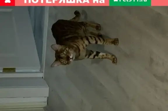 Пропал кот бенгал в д.Солманово, Одинцовский район