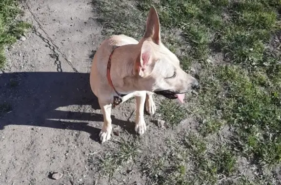 Пропала собака Тася в Багратионовском городском округе
