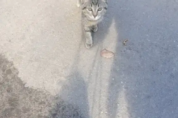 Найдена кошка Малыш возле гаражей в Москве