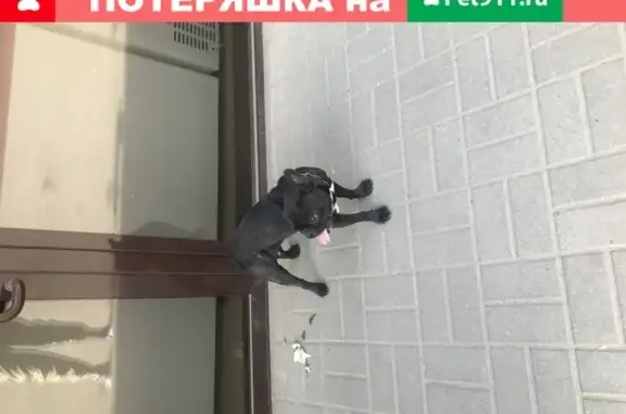 Собака найдена на ул. Героев-Разведчиков, Краснодар