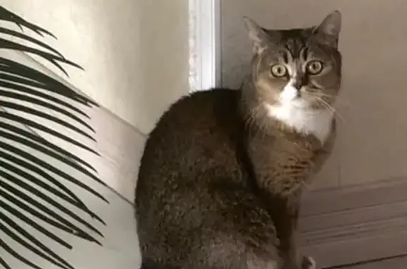 Кошки потеряшки, Ижевск, фото: Потеряшка шотландская кошка в Ижевске, вознаграждение!