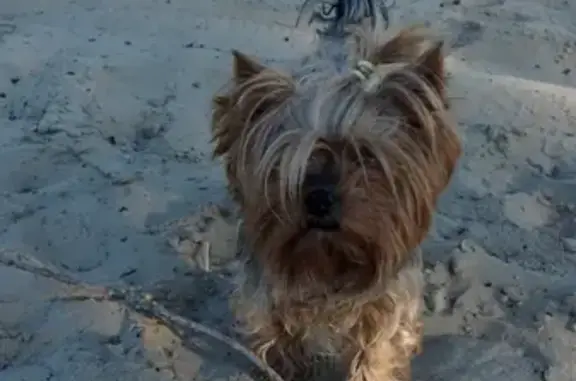 Пропала собака на песчаном берегу Волги, нуждается в лечении. Вознаграждение. Казань.