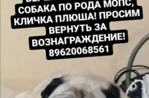 Пропала собака Мопс в Михайловске, ул. Ленина, 181