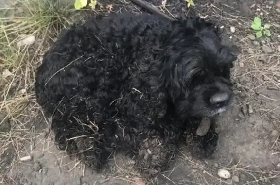 Найдена собака на Злобино, тел. 89964291989