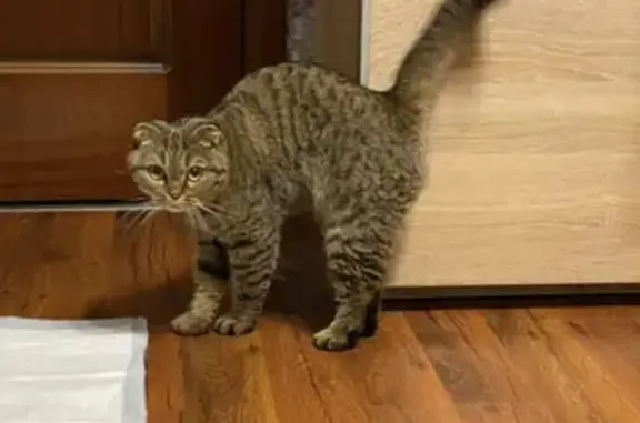 Найдена породистая кошка в Ивановском районе Москвы