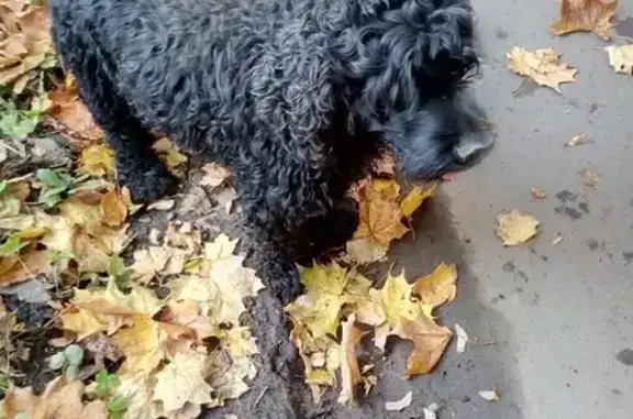 Найдена собака на территории Заречья в Троицке, Москва