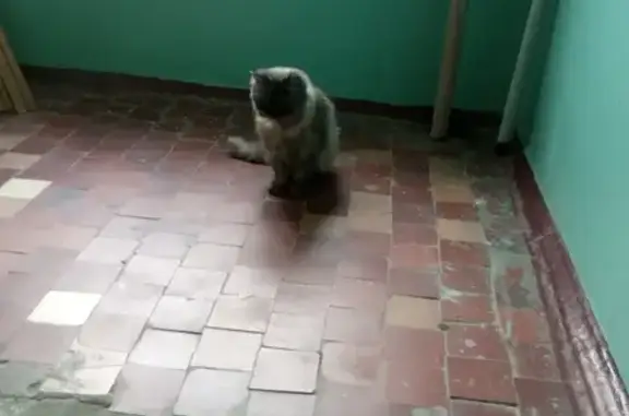 Найдена серо-дымчатая кошка в Брянске, ул. Костычева
