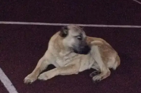 Найдена собака на Некрасовке в Москве
