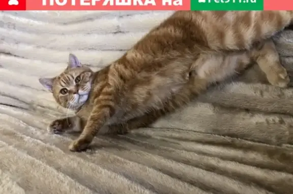 Пропал рыжий кот с ошейником в п. Космос, Оренбург.