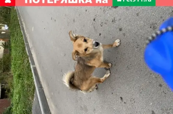Найдена собака в д. Иссад, Волховский район