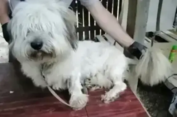 Пропала собака Чивас в Наро-Фоминске