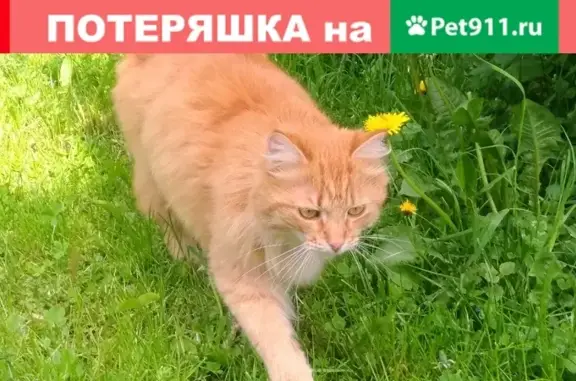 Пропала рыжая кошка в Дмитровском районе, вознаграждение гарантировано