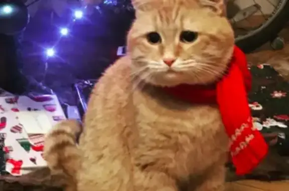 Кошки потеряшки, Санкт-Петербург, фото: Потеряшка кошка Рыжий на наб. Чёрной речки 4