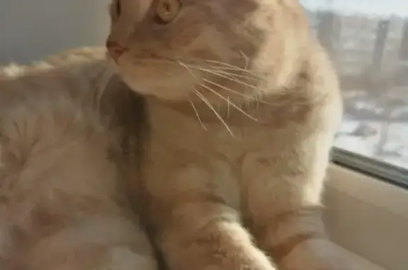 Кошки потеряшки, Смоленск, фото: Потеряшка кот в деревне Жуково, вознаграждение за находку