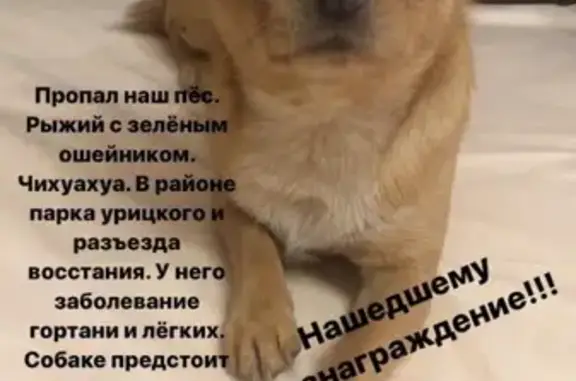 Пропала собака в парке Урицкого, Казань.