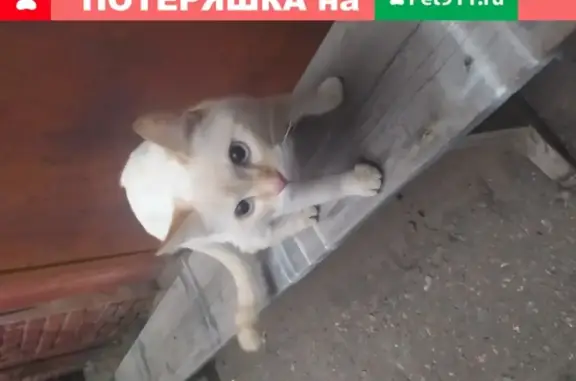 Кошка с мужским полом, возраст 3 года, найдена в Омске