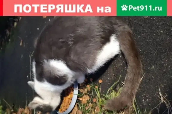 Найден кот на ул. Колесанова, Иваново.