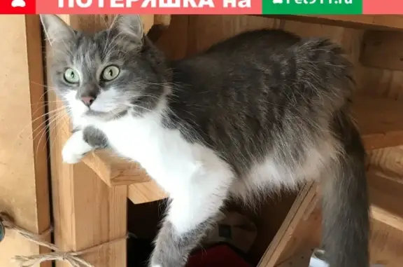 Пропала кошка Молли в Красногорске, ул. Оранжерейная 5