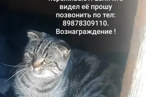 Пропала кошка Пуся на Новгородской улице, Энгельс.