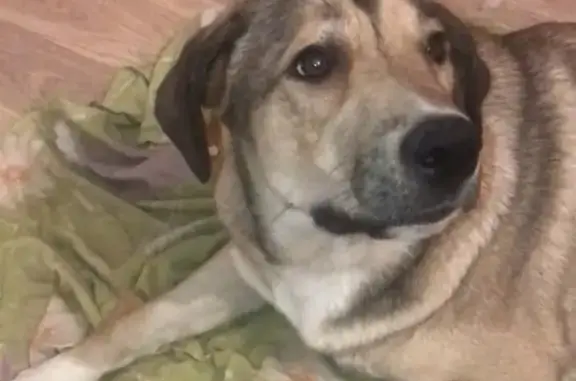 Пропала собака Вега на МКАД, 109 км, в красном ошейнике.