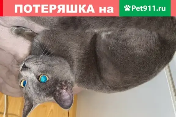 Серый кот с белыми пятнами найден в Москве