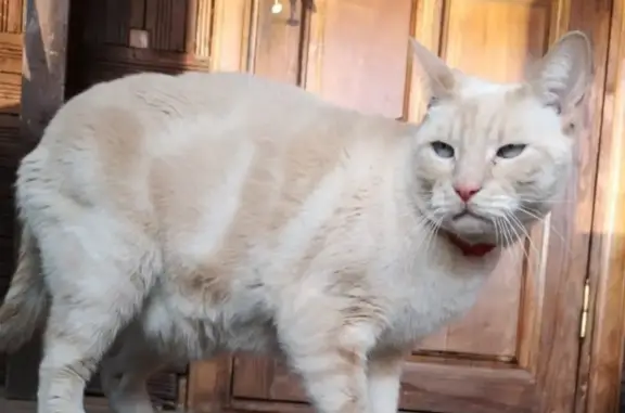 Пропал бело-рыжий кот на Адмирала Макарова, 31 (САО)