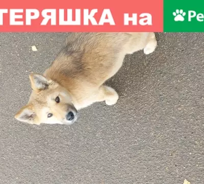 Пропала собака Бусинка возле ТЦ Фестиваль, Ангарск
