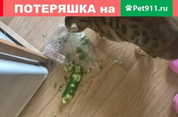 Пропала кошка на улице Нахимова, 13 в Ульяновске