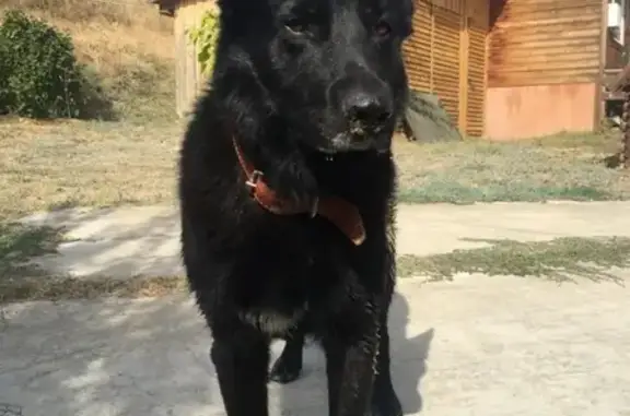Собака Джек найдена на турбазе в Волгоградской области!