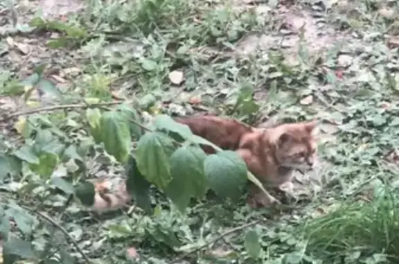 Пропала кошка с красным ошейником в Ясном проезде, СВАО