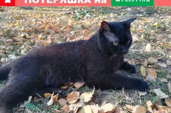 Пропал кот в Томском районе, вознаграждение за находку.
