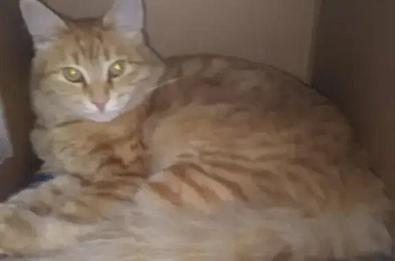 Пропал рыжий кот в Ульяновске