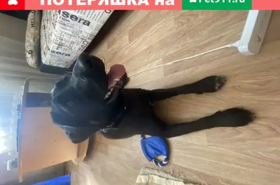 Собака Малышка найдена в Тюмени.